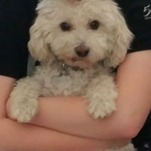 Meet your Posher, Janie